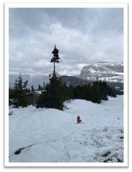 Snowy Montana